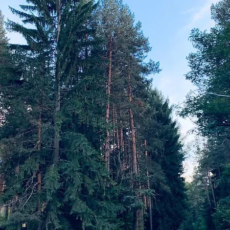 Апартаменти Forest Fairy Tale *